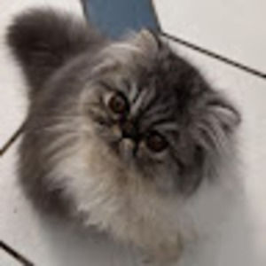 Meet your Posher, Hugh